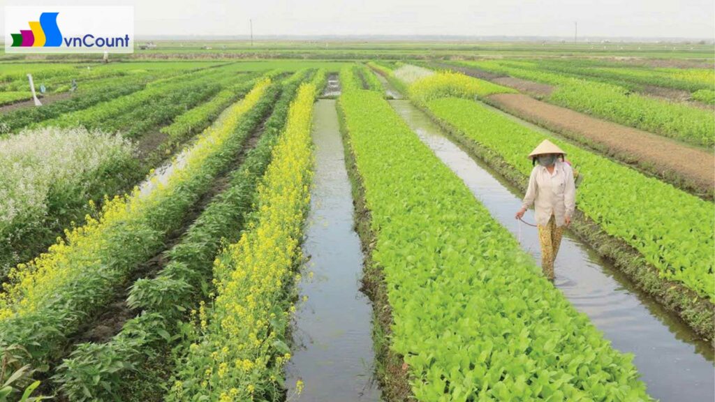 nghĩa vụ của hợp tác xã